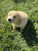 Daisy , a female Golden Retriever for sale in Wiley, CO – 1 of 6