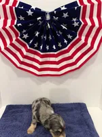 Gray dapple, a male Miniature Dachshund for sale in Wiley, CO – 6 of 10
