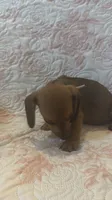 Pink, a female Miniature Dachshund for sale in Wiley, CO – 8 of 10