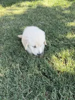 Frosty, a male Golden Retriever for sale in Wiley, CO – 6 of 6
