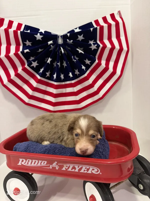 Chocolate dapple – Miniature Dachshund puppy for sale in Wiley, CO