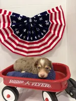 Chocolate dapple, a female Miniature Dachshund for sale in Wiley, CO – 1 of 10