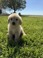 Little Joe, a male Golden Retriever for sale in Wiley, CO – 2 of 5