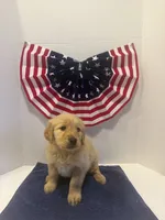 Pink, a female Golden Retriever for sale in Wiley, CO – 2 of 8