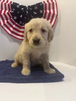 Green, a male Golden Retriever for sale in Wiley, CO – 1 of 8
