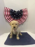 Red, a male Golden Retriever for sale in Wiley, CO – 3 of 9
