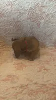 Red, a female Miniature Dachshund for sale in Wiley, CO – 2 of 9