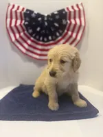 Green, a male Golden Retriever for sale in Wiley, CO – 5 of 8
