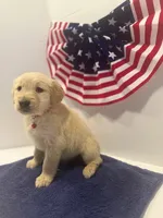 Red, a male Golden Retriever for sale in Wiley, CO – 5 of 9