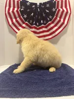 Sleepy, a male Golden Retriever for sale in Wiley, CO – 4 of 7