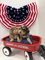Gray dapple, a male Miniature Dachshund for sale in Wiley, CO – 10 of 10