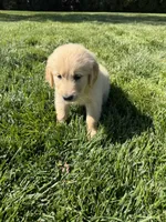 Daisy , a female Golden Retriever for sale in Wiley, CO – 6 of 6