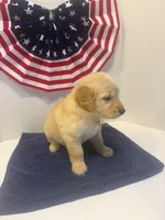 Yellow, a female Golden Retriever for sale in Wiley, CO – 5 of 6