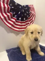 Sleepy, a male Golden Retriever for sale in Wiley, CO – 5 of 7