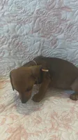 Pink, a female Miniature Dachshund for sale in Wiley, CO – 10 of 10