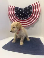 Red, a male Golden Retriever for sale in Wiley, CO – 4 of 9
