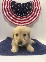 Teal, a female Golden Retriever for sale in Wiley, CO – 8 of 8