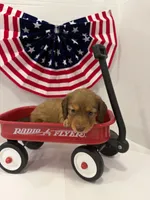 Princess, a female Miniature Dachshund for sale in Wiley, CO – 4 of 9