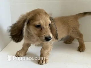 smokin joe – Miniature Dachshund puppy for sale in Wiley, CO