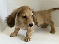 smokin joe, a male Miniature Dachshund for sale in Wiley, CO – 1 of 2