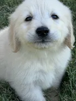 Frosty, a male Golden Retriever for sale in Wiley, CO – 2 of 6
