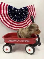 Choco, a male Miniature Dachshund for sale in Wiley, CO – 4 of 9