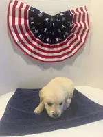 Purple, a female Golden Retriever for sale in Wiley, CO – 4 of 7