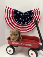 Choco, a male Miniature Dachshund for sale in Wiley, CO – 6 of 9