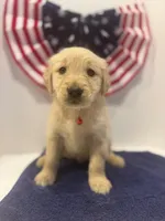 Red, a male Golden Retriever for sale in Wiley, CO – 1 of 9