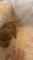 Red, a female Miniature Dachshund for sale in Wiley, CO – 3 of 9