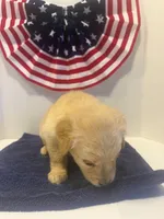 Yellow, a female Golden Retriever for sale in Wiley, CO – 6 of 6
