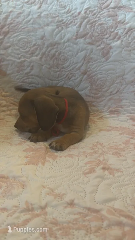 Red – Miniature Dachshund puppy for sale in Wiley, CO
