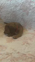 Red, a female Miniature Dachshund for sale in Wiley, CO – 1 of 9