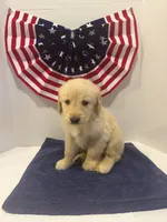 Orange, a male Golden Retriever for sale in Wiley, CO – 5 of 9