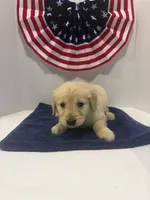 Teal, a female Golden Retriever for sale in Wiley, CO – 2 of 8