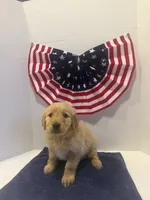 Pink, a female Golden Retriever for sale in Wiley, CO – 5 of 8