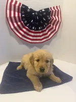 Pink, a female Golden Retriever for sale in Wiley, CO – 1 of 8