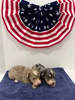 Chocolate dapple, a female Miniature Dachshund for sale in Wiley, CO – 6 of 10