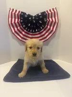 Yellow, a female Golden Retriever for sale in Wiley, CO – 2 of 6