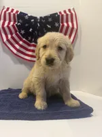 Green, a male Golden Retriever for sale in Wiley, CO – 3 of 8