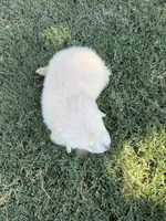 Frosty, a male Golden Retriever for sale in Wiley, CO – 5 of 6