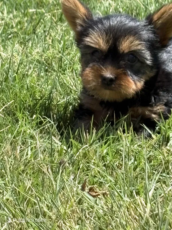 little guy – Yorkshire Terrier puppy for sale in Wiley, CO