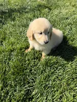 Blossom , a female Golden Retriever for sale in Wiley, CO – 6 of 6