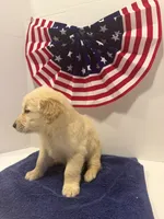 Sleepy, a male Golden Retriever for sale in Wiley, CO – 7 of 7