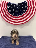 Gray dapple, a male Miniature Dachshund for sale in Wiley, CO – 7 of 10