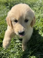 Daisy , a female Golden Retriever for sale in Wiley, CO – 2 of 6