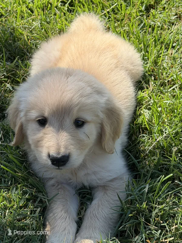 Blossom  – Golden Retriever puppy for sale in Wiley, CO
