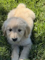 Blossom , a female Golden Retriever for sale in Wiley, CO – 1 of 6