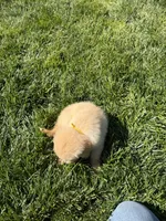 Blossom , a female Golden Retriever for sale in Wiley, CO – 5 of 6
