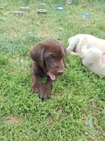 Choclolate, a male Labrador Retriever for sale in Marengo, IA – 2 of 3